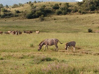 Fototapeta na wymiar Zebra and baby foal