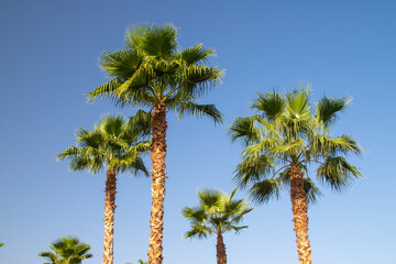 Palm trees on a bright sunny day