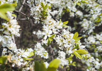 Young leaves of a fruit tree and white flowers in early spring, a flowering tree in macro