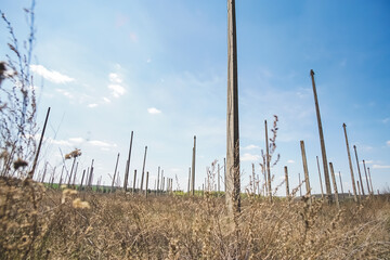 Fototapeta premium Vertical construction of the astronomical radio telescope observatory on the territory of the Institute of the ionosphere in the Kharkiv region, on a spring sunny day
