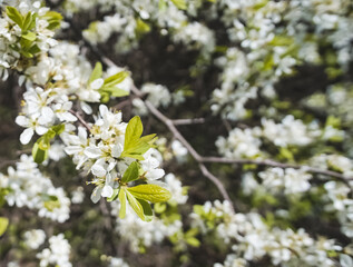 Young leaves of a fruit tree and white flowers in early spring, a flowering tree in macro