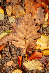 autumn leaves on the ground