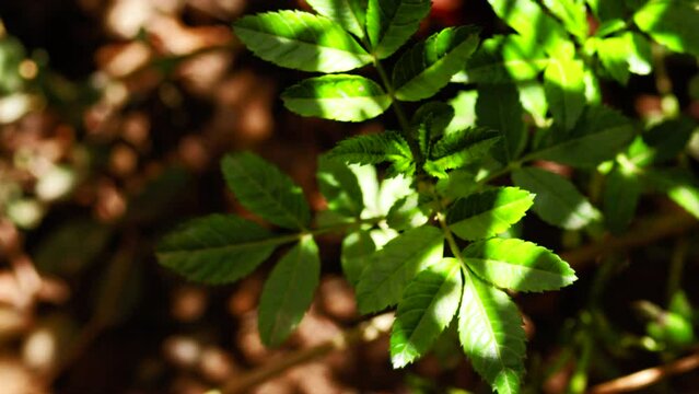 Video of plant called Tagetes minuta or also known as Huacatay or Chinchilla. Concept of plants, ingredients and nature.