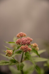 red and yellow flower