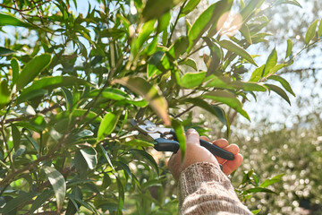 Seasonal pruning of trees. Gardener's hands pruning mandarin tree with pruning shears. Taking care...