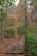 American beech tree in a forest