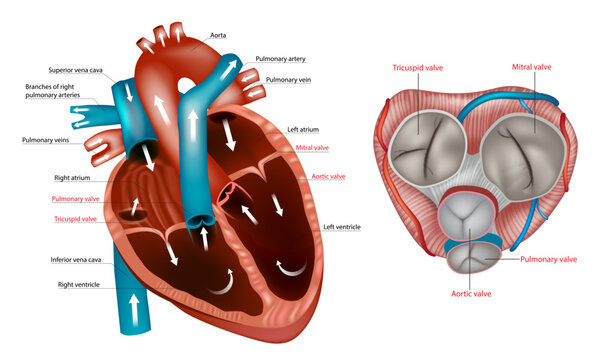 Structure of the Heart valves anatomy. Mitral valve, pulmonary valve, aortic valve and the tricuspid valve. Anterior cut-away view of heart and normal circulation showing valves