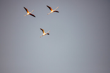 flamingos in flight