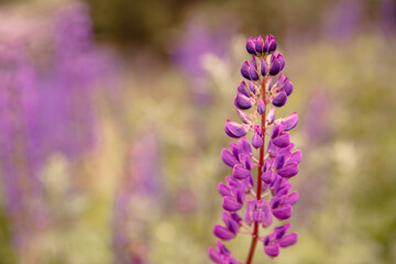 purple flowers