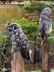2 gray owls in the zoo
