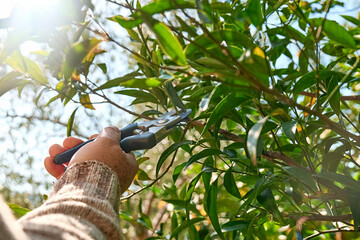 Seasonal pruning of trees. Gardener's hands pruning mandarin tree with pruning shears. Taking care...