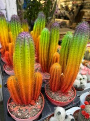 Rainbow cacti in a pot