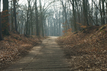 landscape and wildlife