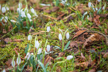 spring flowers in snow
snowdrops in snow