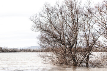 flood on the Danube river in spring.
