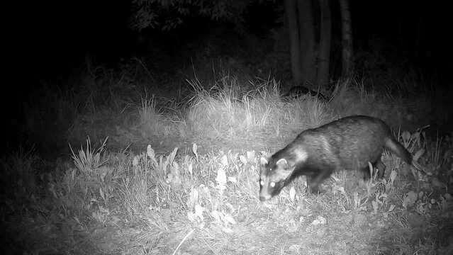 Two raccoon dogs Nyctereutes procyonoides at summer night. Trail camera.