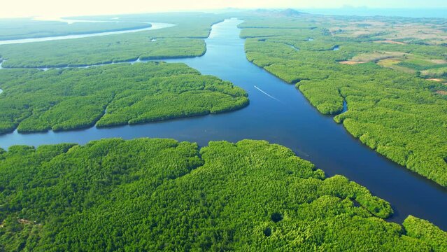 Lush green mangrove forest along a winding river is an awe-inspiring sight, teeming with biodiversity and offering a vital ecosystem service to the surrounding region. aerial view. nature concept
