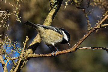 Obraz premium bird landing on branch. 
