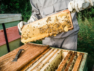 Beekeeper inspecting honeycomb frame at apiary at the summer day. Man working in apiary. Apiculture. Beekeeping concept.