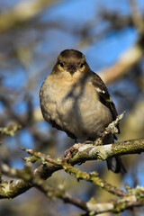 Chaffinch staring down the lens of the camera. 