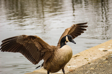 Goose showing off its wing