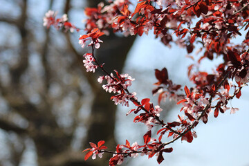 leaves