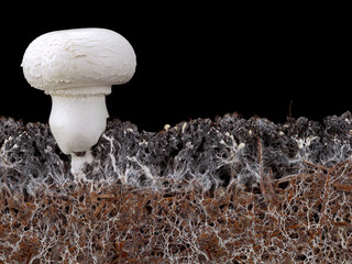 white mushroom, agaricus bisporus or champignon, with mycelium in soil, side view of soil interspersed with mycelium on black background - obrazy, fototapety, plakaty