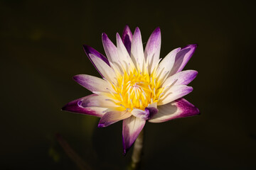 Beautiful water lily (nymphaea). Violet-yellow flower on blur background. Close up, soft and selective focus on stamen. 