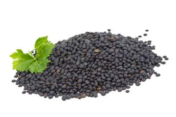 Black lentils