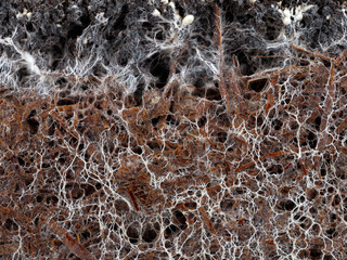 structure of the mushroom mycelium of a white champignon, agaricus bisporus, in soil - obrazy, fototapety, plakaty