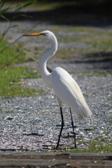 Fototapeta premium great blue heron