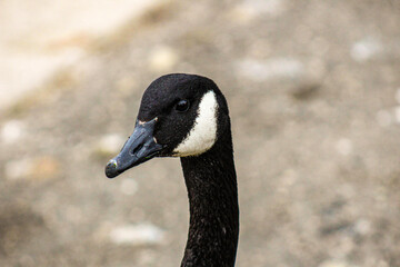 close up of a black goose