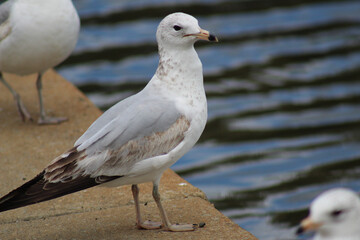 Obraz premium black headed gull