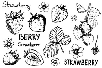 A drawn set of strawberries. Ink. Silhouette. Strawberries in different versions and stages. Bloom. Jam. Spring. Vitamins.