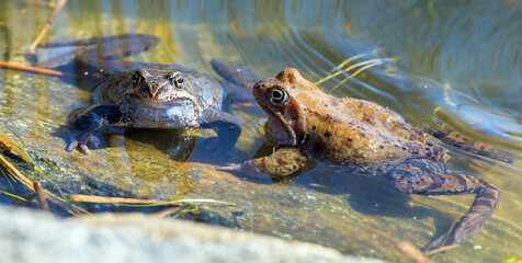 European Common brown grass Frogs Rana temporaria