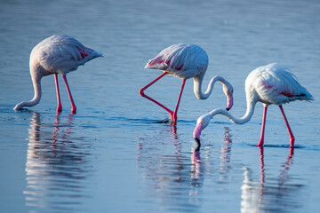 Three flamingos searching food in lake