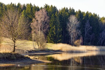 Fototapeta na wymiar autumn view of pond and autumnal forest
