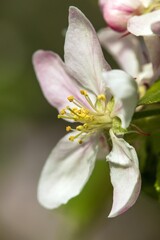Fototapeta na wymiar flower of apple tree in latin Malus Domestica