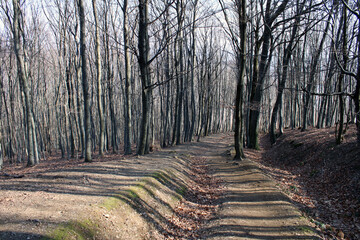 path in the forest
