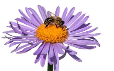 bee honeybee Apis Mellifera honey insect flower