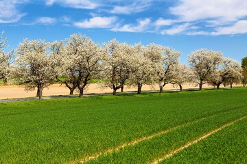 green field road alley flowering cherry trees