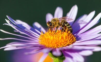 bee honeybee Apis Mellifera honey insect flower