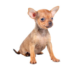 Funny puppy Chihuahua poses