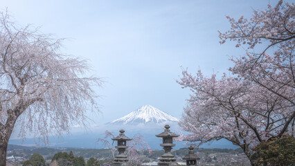 静岡県 興徳寺 富士山と桜と菜の花