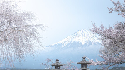 静岡県 興徳寺 富士山と桜と菜の花