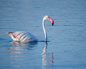 A flamingo swimming in a lake