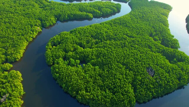 Mangrove forests with rivers are vital ecosystems. Drones can help monitor these forests which produce oxygen, sequester CO2, and support biodiversity. Thailand. nature and ecosystem concept. Drone
