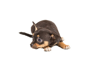 chihuahua puppy in front of a white background