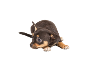 chihuahua puppy in front of a white background