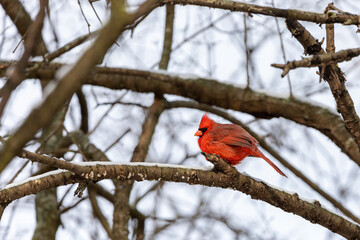 Male cardinal perched on tree branch in winter